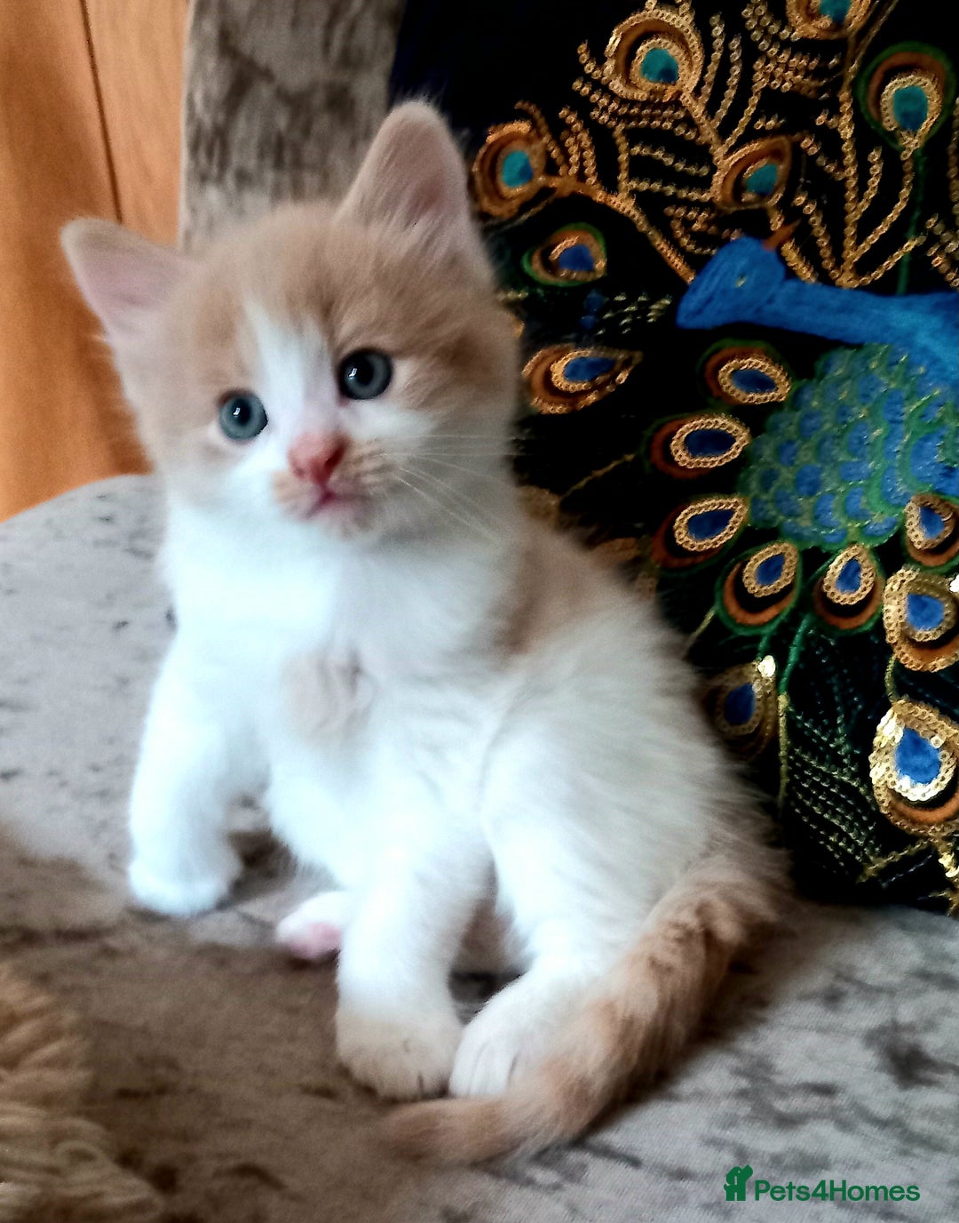 Maine Coon cats for sale: Maine Coone X ginger kittens v friendly & loving - Image 6