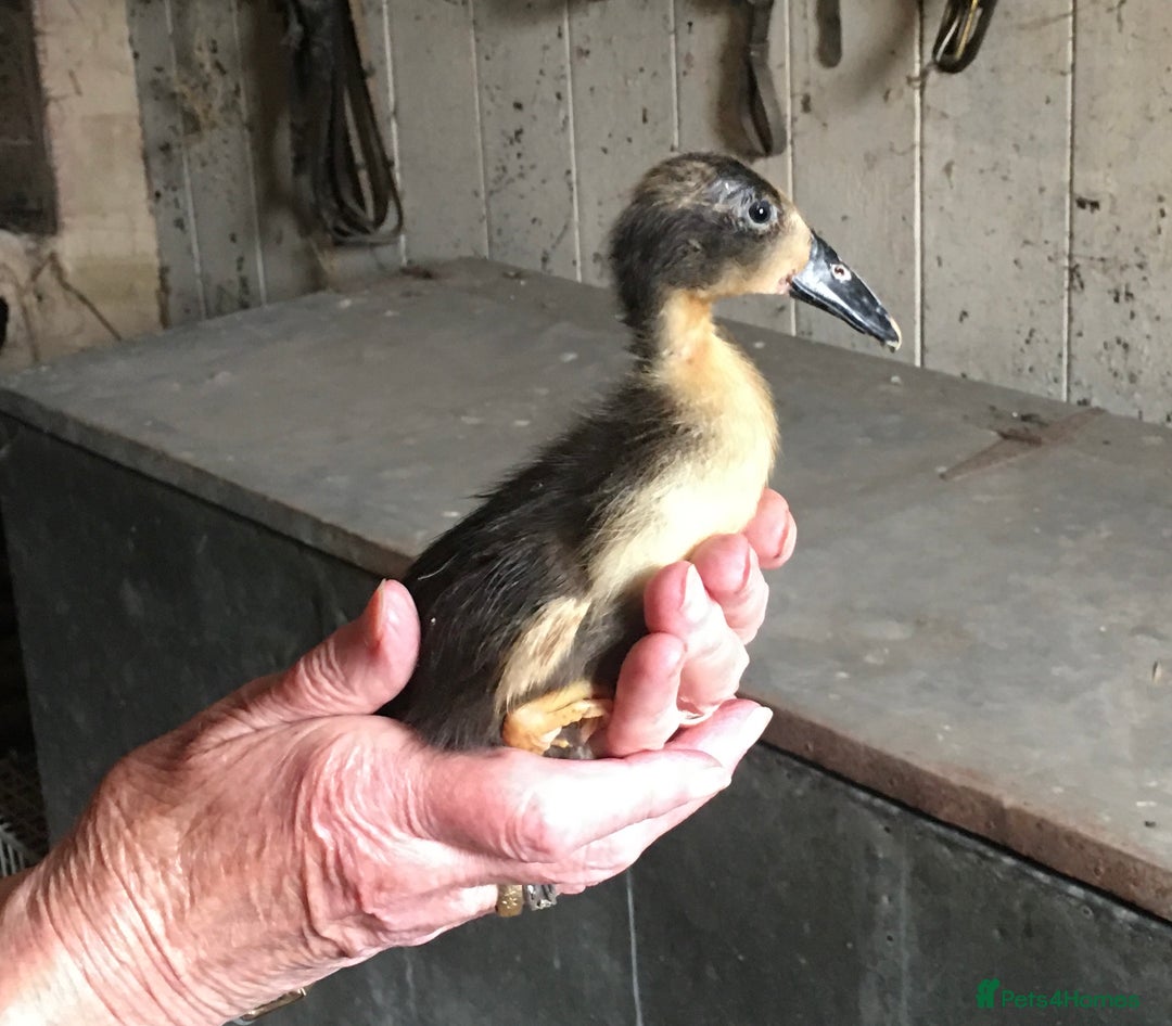 Ducks poultry for sale: Dutch Hookbill ducklings - Image 14