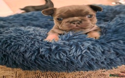 French Bulldog dogs for sale: Frenchie Puppies - Image 6