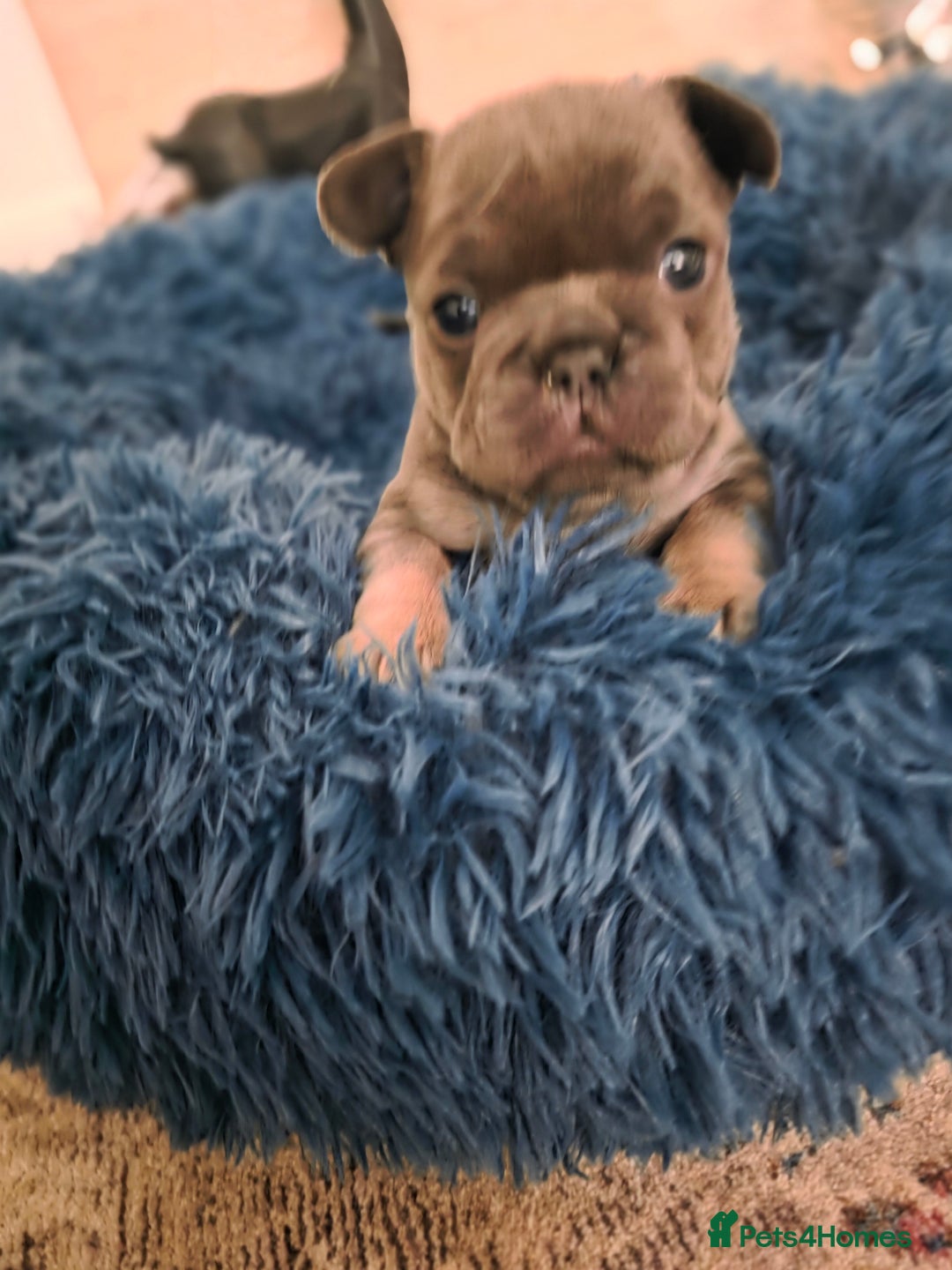 French Bulldog dogs for sale: Frenchie Puppies - Image 6