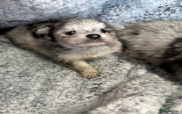 Pomeranian dogs for sale: Very adorable Pomeranian Puppies - Image 4