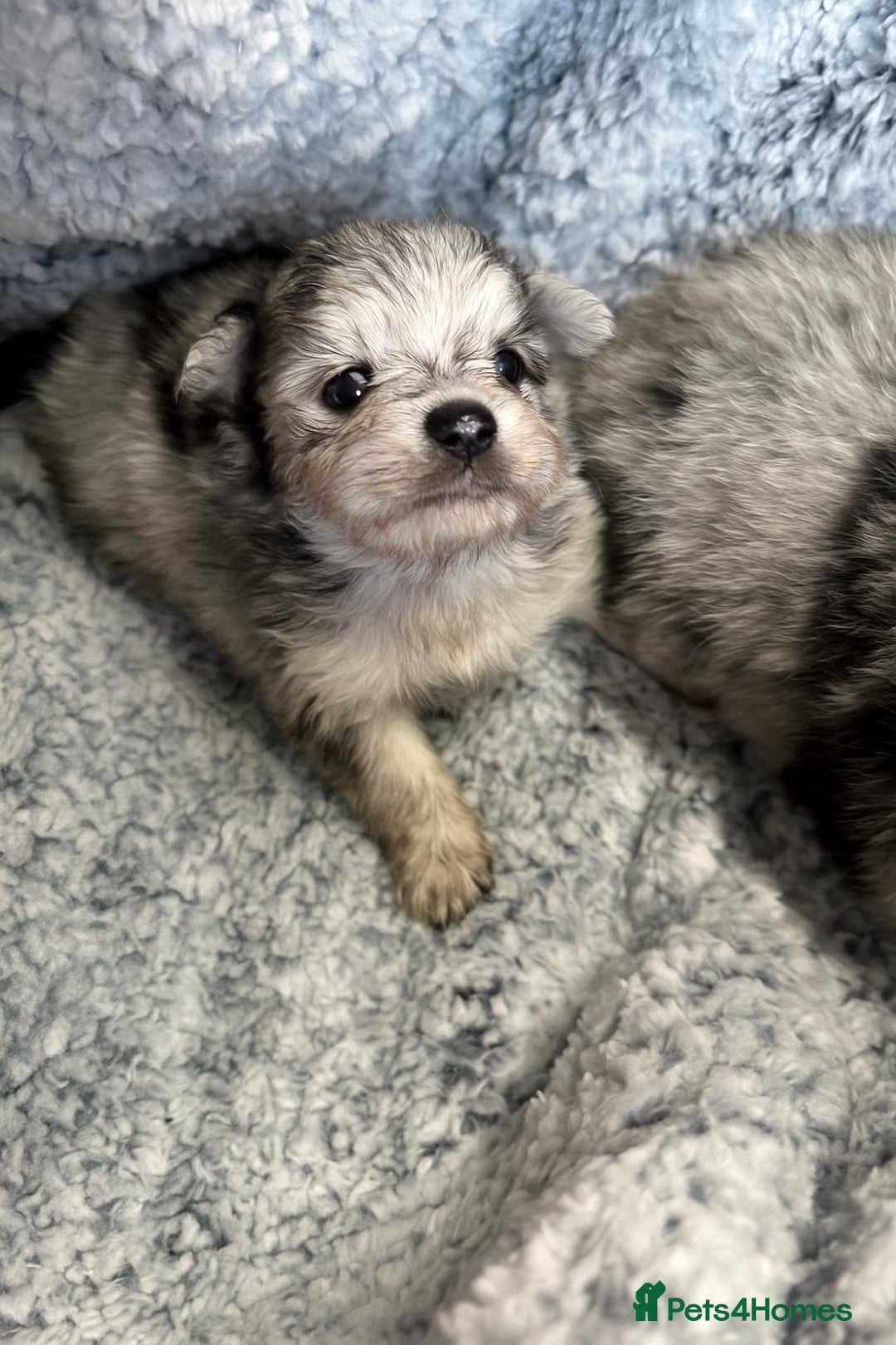 Pomeranian dogs for sale: Very adorable Pomeranian Puppies - Image 4