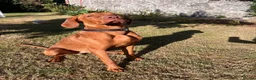 Hungarian Vizsla dogs for sale: Reggie - 8 month old  - Advert 4