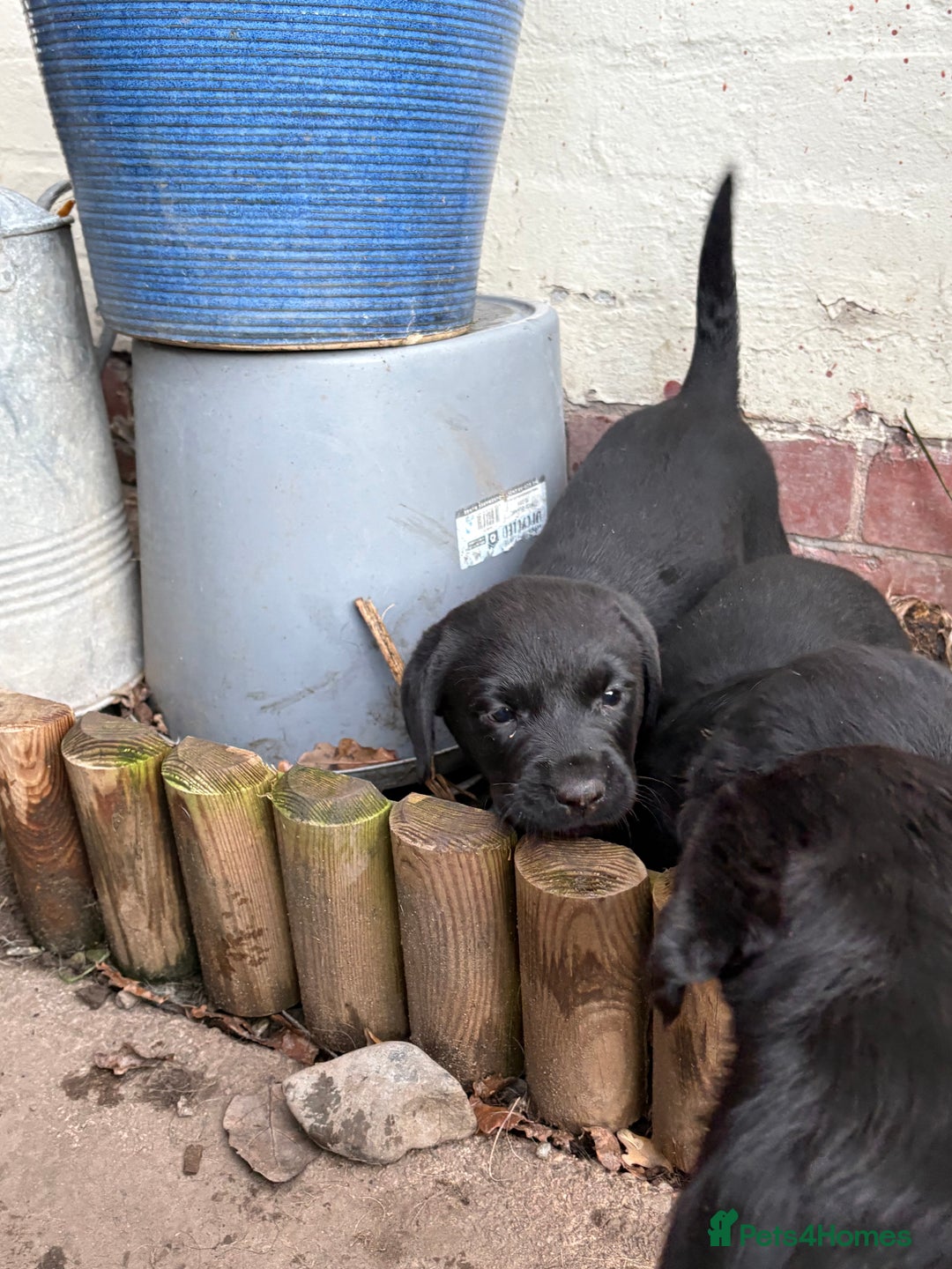 Labrador Retriever dogs for sale: Labrador girl’s ready now  - Advert 21