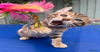 Keetso cats Rare curled eared rosetted keetso male  - Advert 5