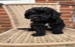Mixed Breed dogs for sale: Girl cockapoo puppy  - Image 1