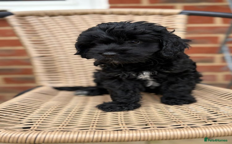 Mixed Breed dogs - Advert 1