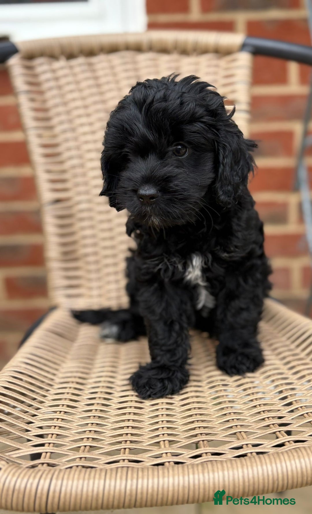 Mixed Breed dogs for sale: Girl cockapoo puppy  - Image 1