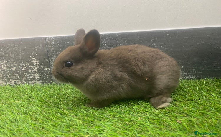 Netherland Dwarf rabbits - Advert 15
