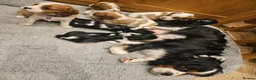 Cavalier King Charles Spaniel dogs for sale: Cavalier king charles spaniel puppies  - Advert 1