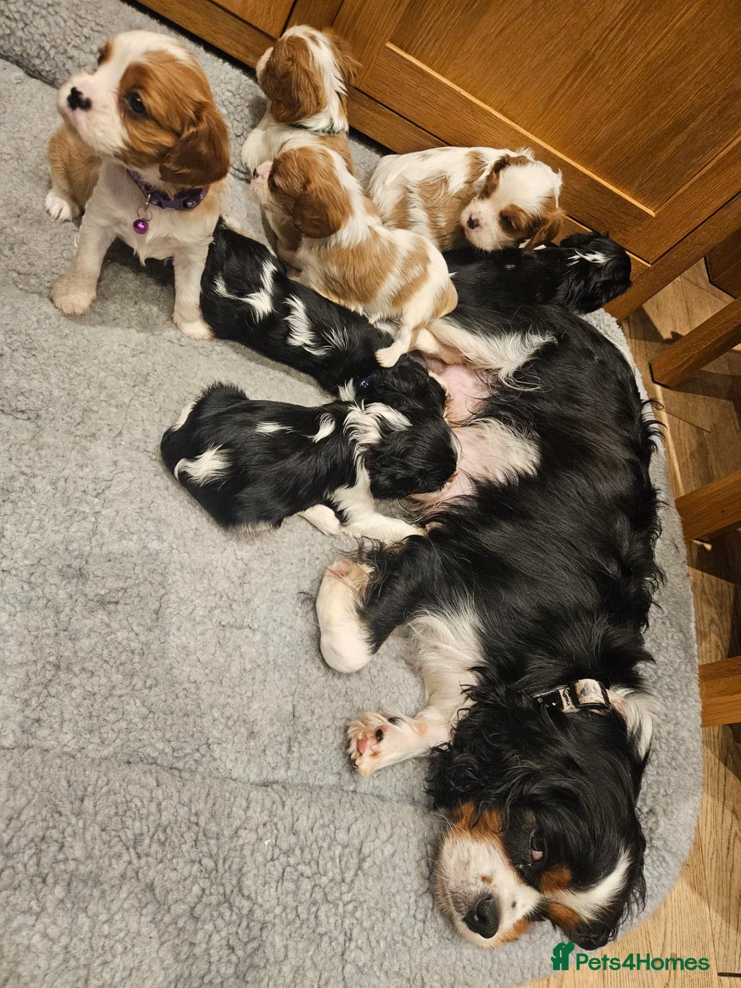 Cavalier King Charles Spaniel dogs for sale: Cavalier king charles spaniel puppies  - Advert 1