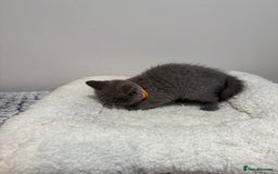 British Longhair cats for sale: Beautiful blues - Image 26