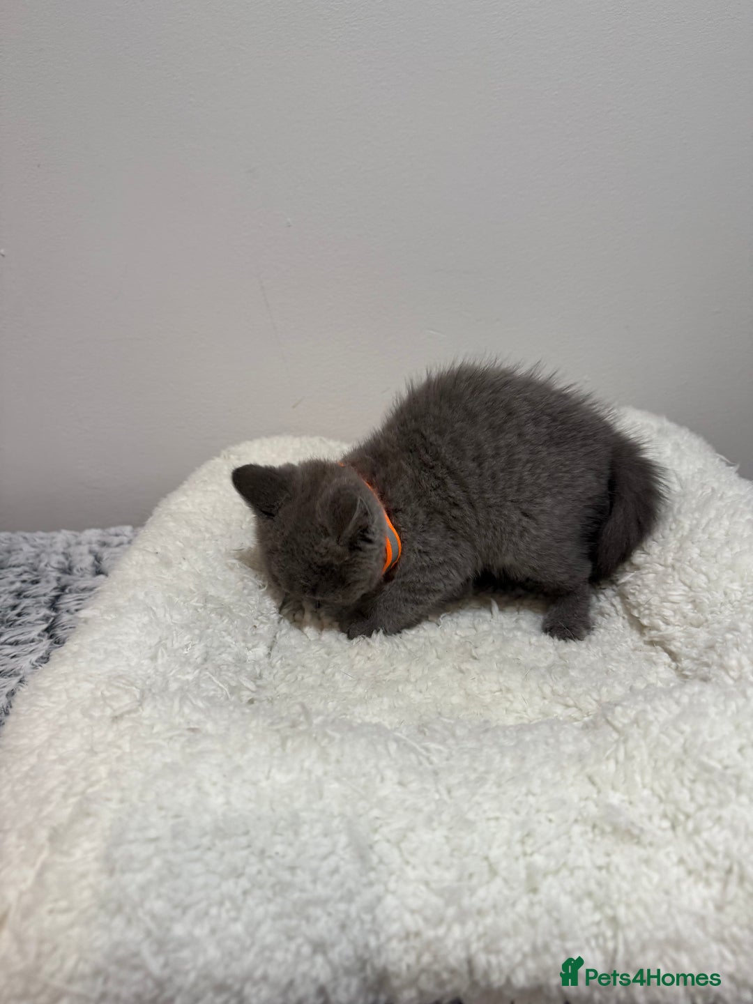 British Longhair cats for sale: Beautiful blues - Image 26