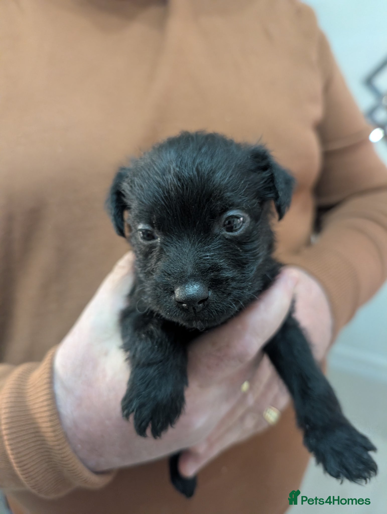 Patterdale Terrier dogs Fell Terriers  - Advert 10