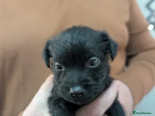 Patterdale Terrier dogs Fell Terriers - Advert 10