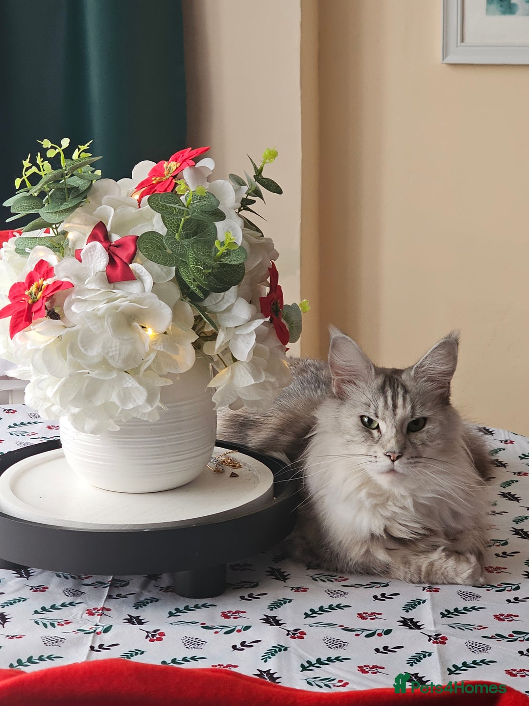 Maine Coon cats for sale: Majestik maine coon kittens  - Advert 6