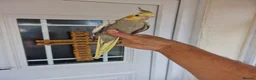 Cockatiels birds for sale: Super hand tamed baby cockatiels  - Advert 3