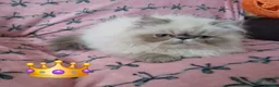 Exotic cats for sale: EXCEPTIONAL PERSIAN EXOTIC KITTENS  - Advert 31