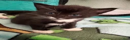 Domestic Shorthair cats for sale: Beautifull Kittens - Advert 4