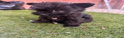 Mixed Breed dogs for sale: Yorkshire terrier x Biewer Terrier - Advert 4