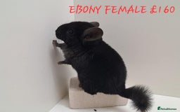 Chinchilla rodents for sale: STUNNING BABIES CHINCHILLA MIX COLOURS AND GENDER  - Image 5