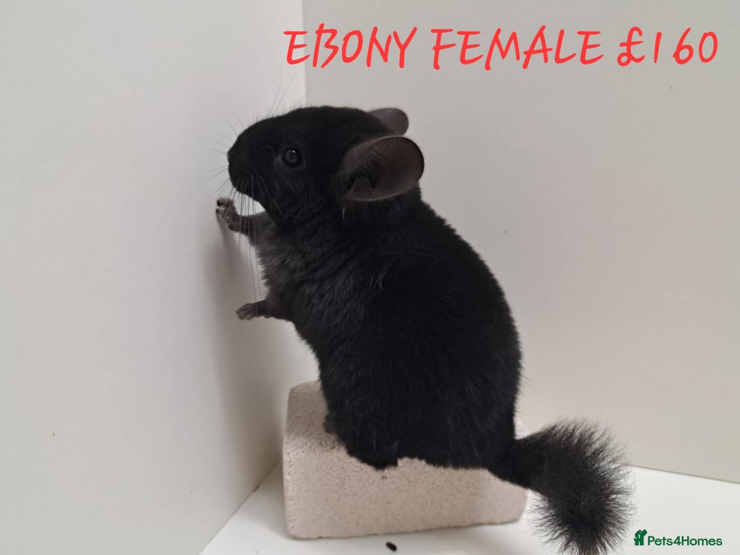 Chinchilla rodents for sale: STUNNING BABIES CHINCHILLA MIX COLOURS AND GENDER  - Image 5