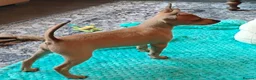 Miniature Pinscher dogs for sale: Lovely red boy ready for loving home in Edinburgh - Advert 12