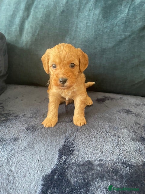 Cavapoo dogs Cavapoo - Advert 2