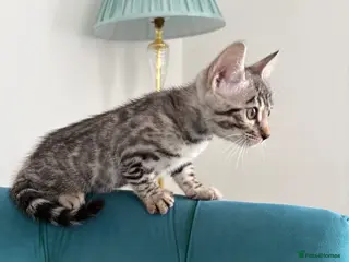 Bengal cats Adorable Bengal BOY Looking for Forever Homes - Advert 2