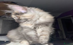 Maine Coon cats for sale: TICA registered Maine coon kittens  - Image 25