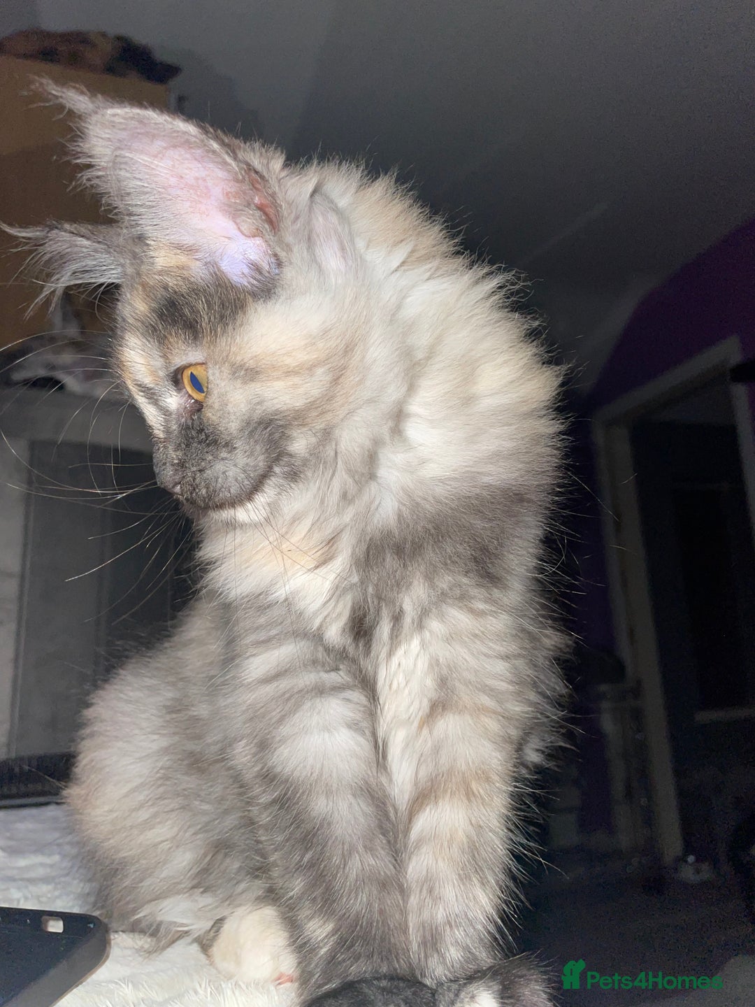 Maine Coon cats for sale: TICA registered Maine coon kittens  - Image 25
