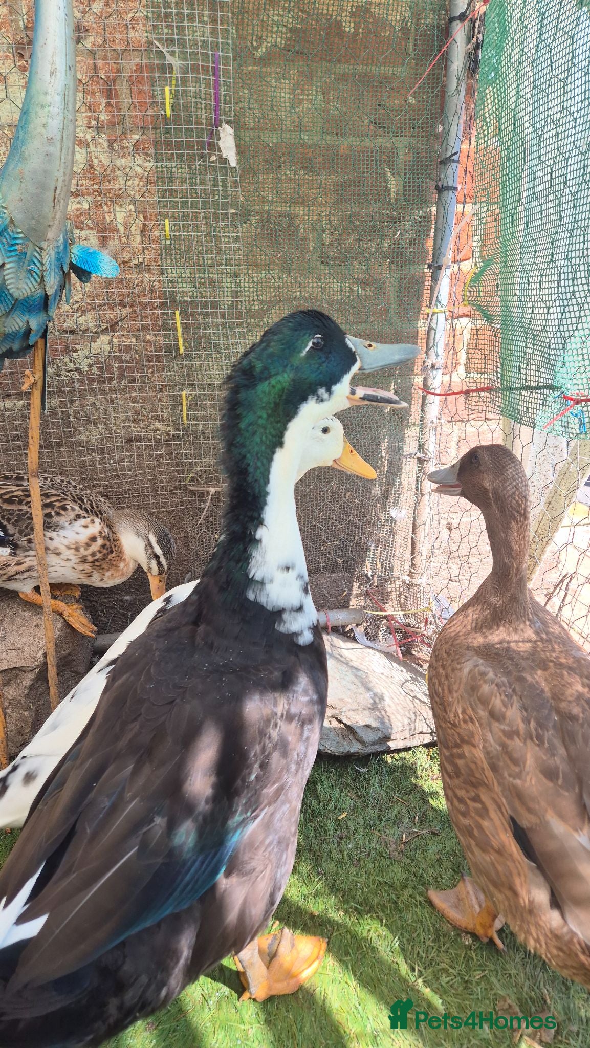 Ducks poultry 3 drakes for sale - Advert 2