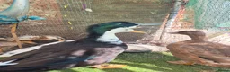 Ducks poultry for sale: 3 drakes for sale - Advert 2