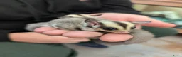 Sugar Glider rodents for sale: Sugar glider joeys. Friendly. Grey and grey mosaic - Advert 6
