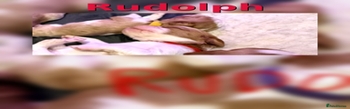 Rudolph