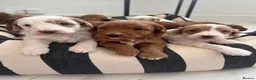 Australian Labradoodle dogs for sale: Absolutely outstanding Australian Labradoodle 🐾 - Advert 9