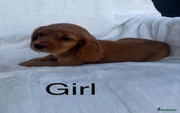 Cocker Spaniel dogs for sale: Gorgeous red cocker spaniels puppies  - Image 15