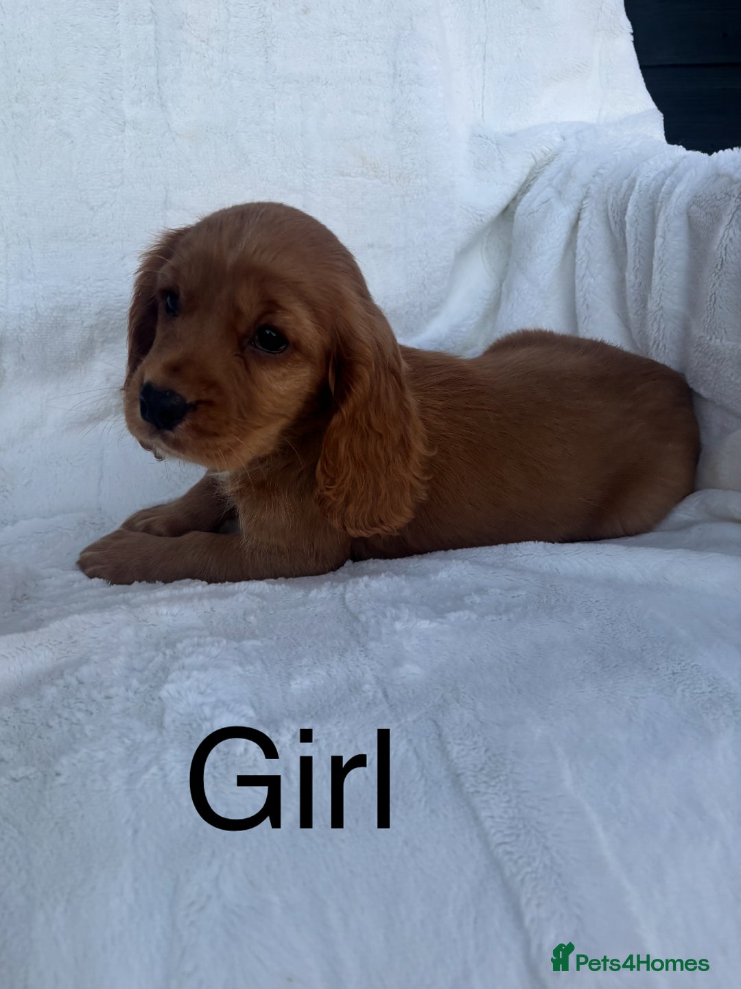 Cocker Spaniel dogs for sale: Gorgeous red cocker spaniels puppies  - Image 15