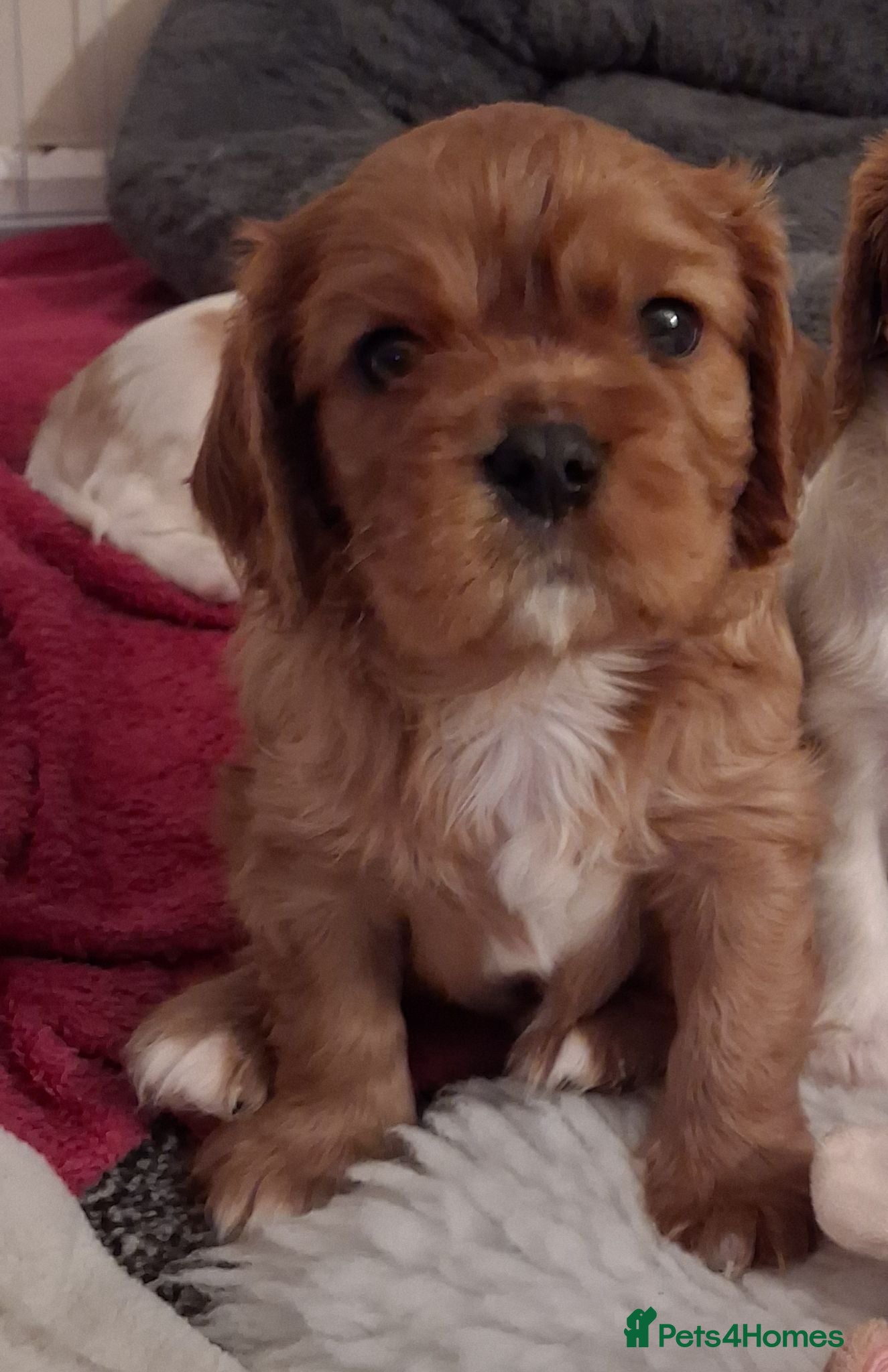 Cavalier King Charles Spaniel dogs Cavalier king charles Ruby boy LAST ONE LEFT - Advert 11