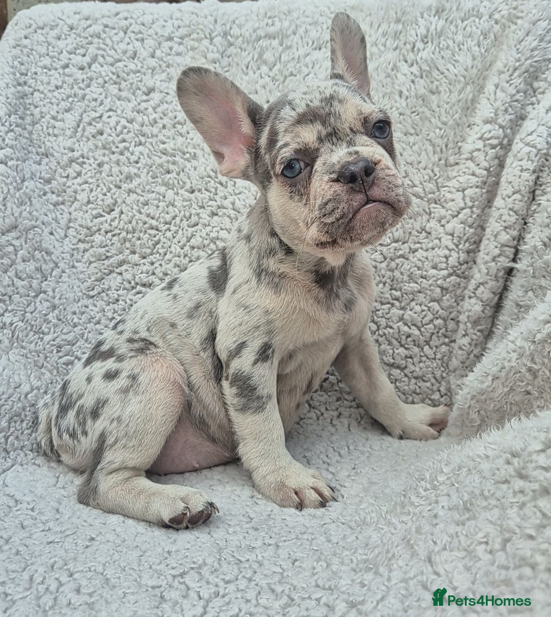 French Bulldog dogs Health Tested & Ready To Leave - Advert 1
