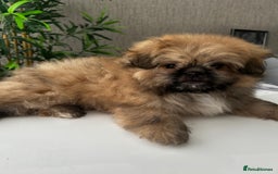 Mixed Breed dogs for sale: Pomeranian cross Shih Tzu puppies for sale - Image 2