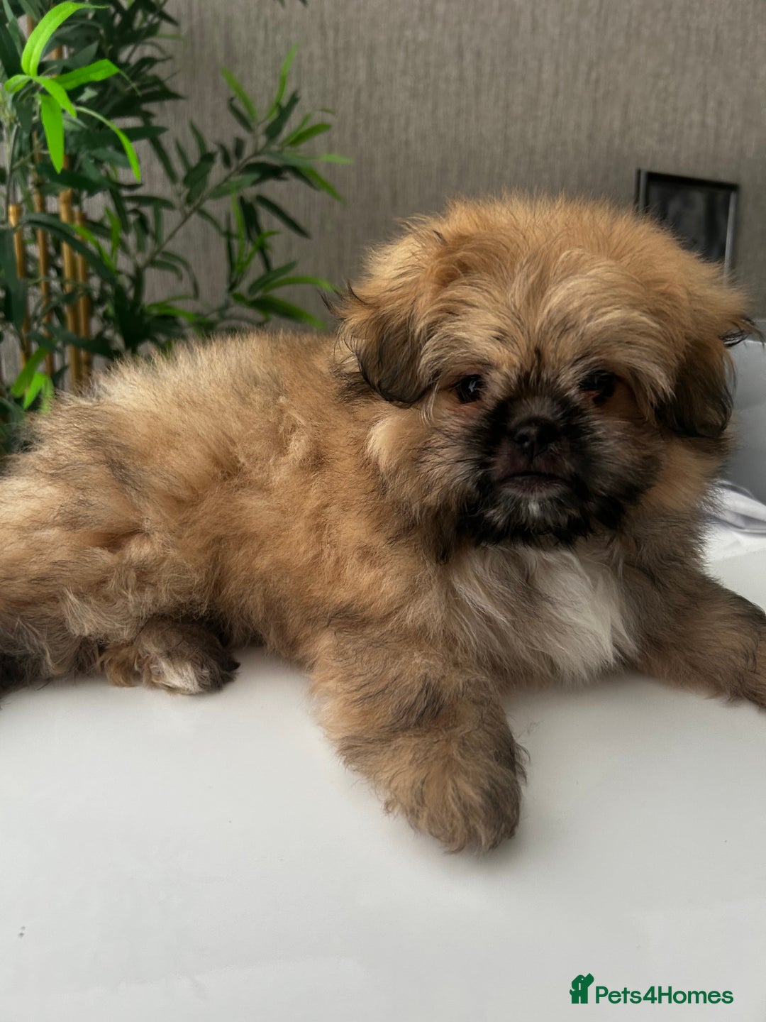Mixed Breed dogs for sale: Pomeranian cross Shih Tzu puppies for sale - Image 2