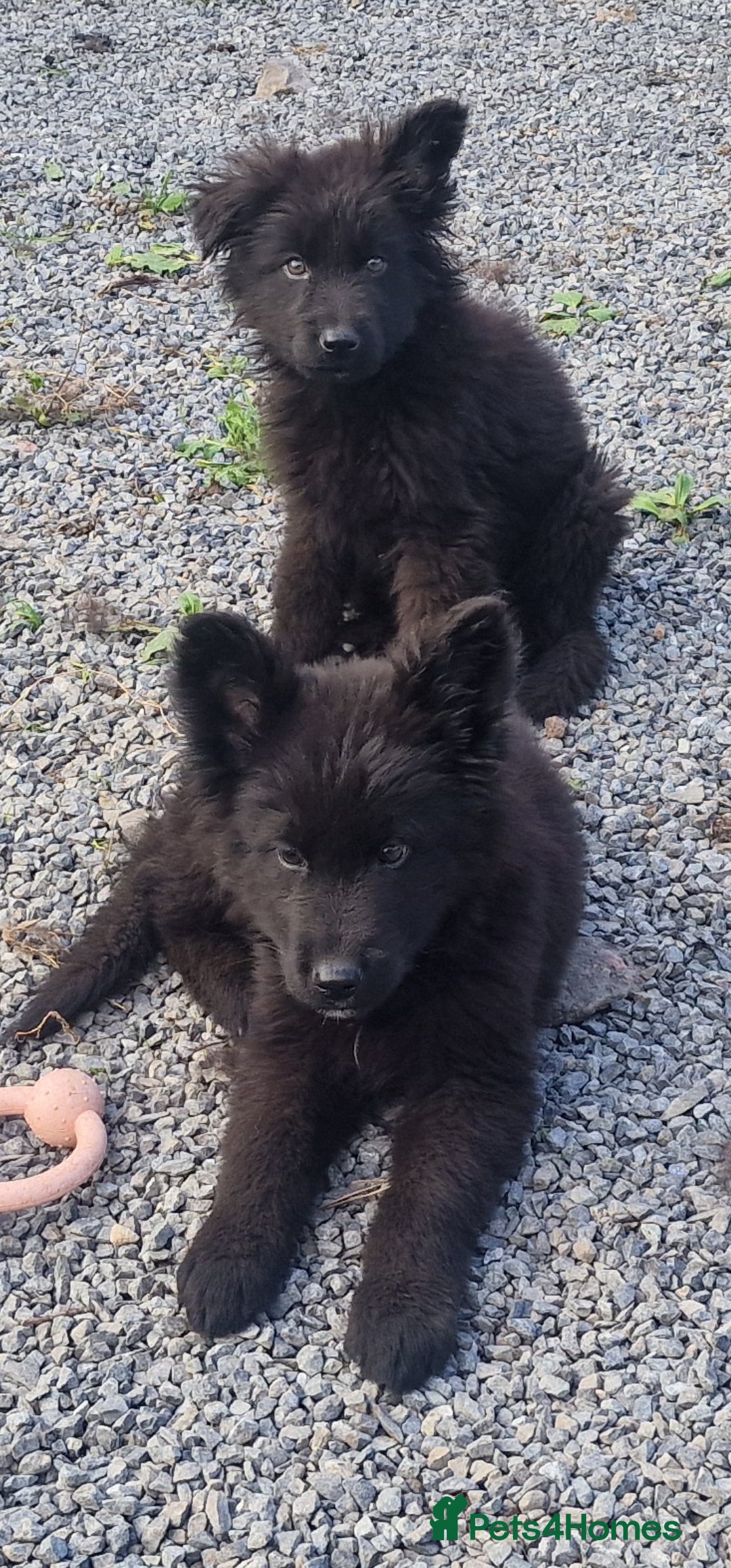 German Shepherd dogs for sale: German Shepherd pups  - Image 17