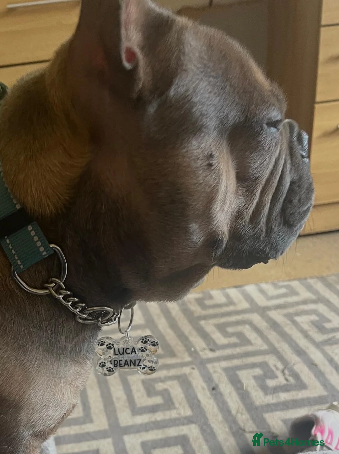 French Bulldog dogs for sale: French Bulldog Forsale in Consett - Advert 2