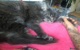 Maine Coon cats for sale: Prince in London - Image 5