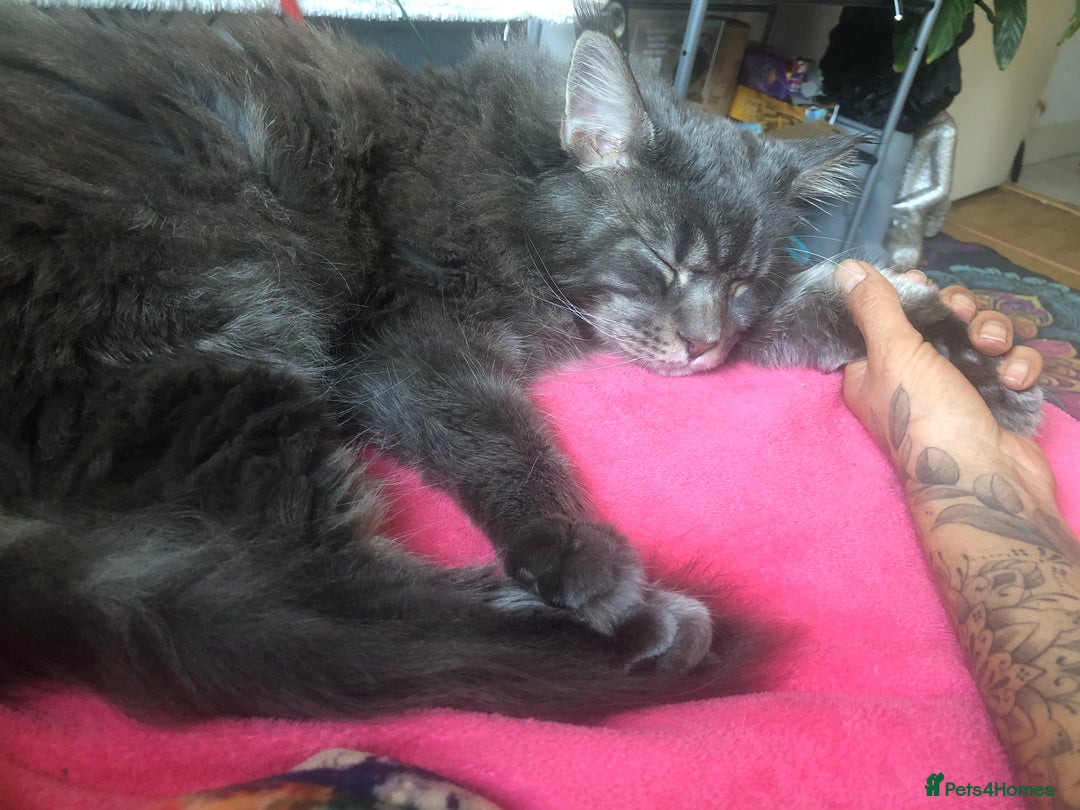 Maine Coon cats for sale: Prince in London - Image 5