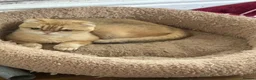 Scottish Fold cats for sale: Scottish fold - Advert 32