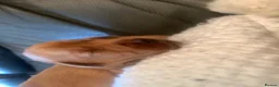 Labrador Retriever dogs for sale: WORKING KC REG FOX RED LABRADOR PUPPIES FOR SALE  - Advert 13