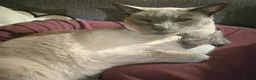 Siamese cats for adoption: Super Friendly Siamese Besties - Advert 3