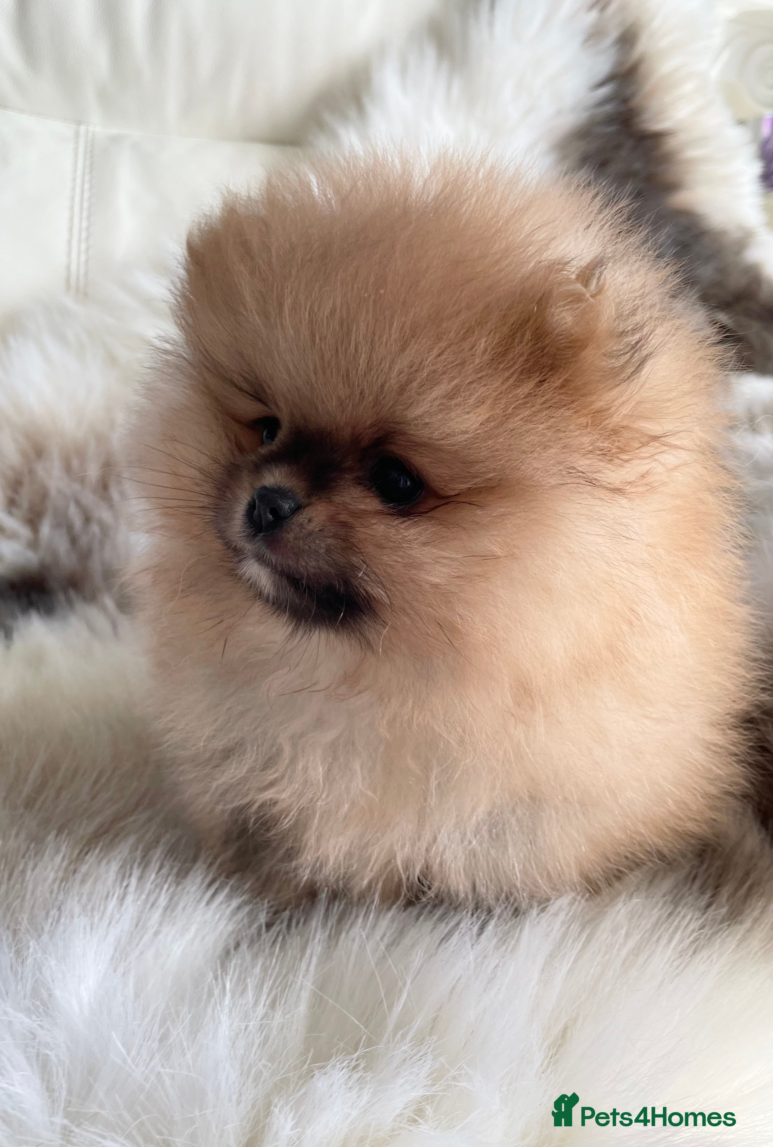 Pomeranian dogs OUTSTANDING SHOW TYPE ORANGE BOY AVAILABLE   - Advert 12